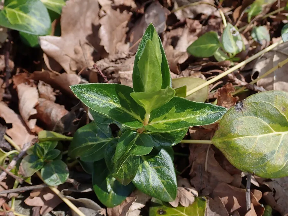 Nagy meténg / Vinca major 'Maculata'