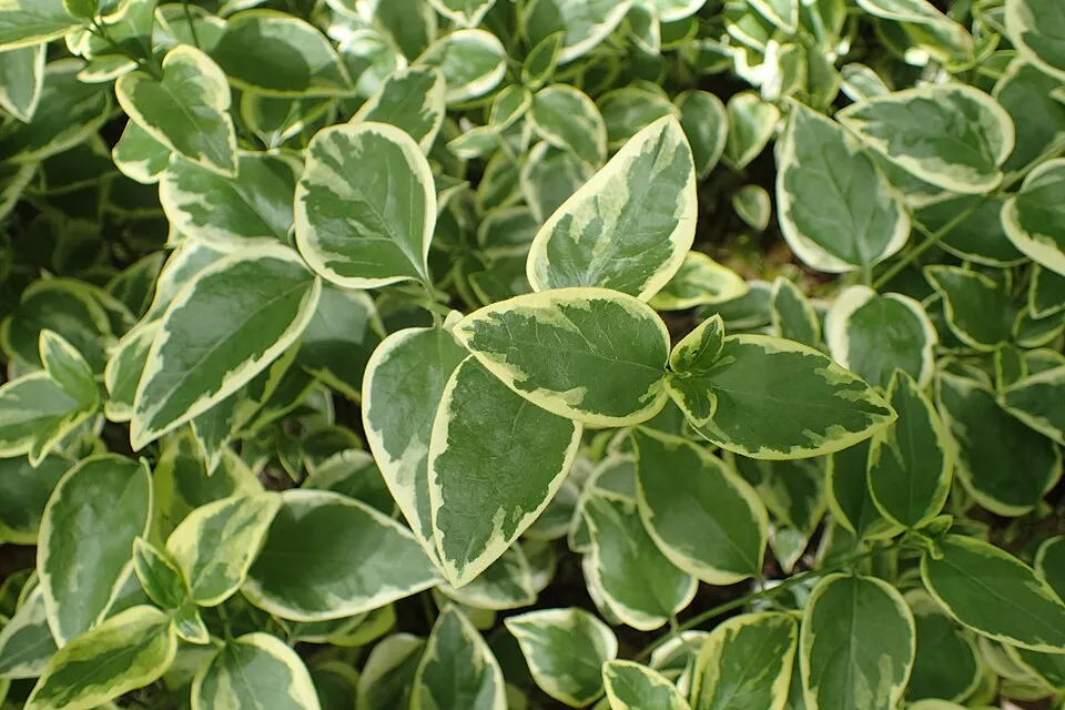 Tarkalevelű nagy meténg / Vinca major 'Variegata'