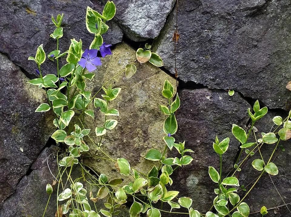 Tarkalevelű nagy meténg / Vinca major 'Variegata'