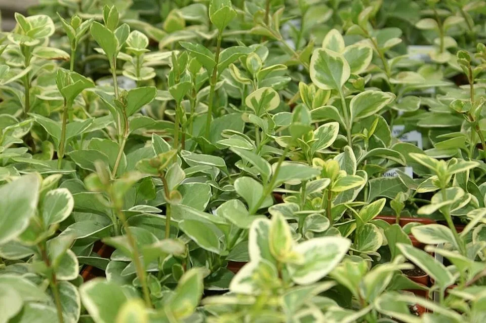 Tarkalevelű nagy meténg / Vinca major 'Variegata'