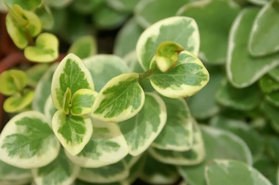 Tarkalevelű nagy meténg / Vinca major 'Variegata'