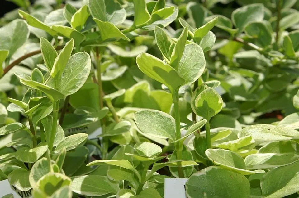Tarkalevelű nagy meténg / Vinca major 'Variegata'