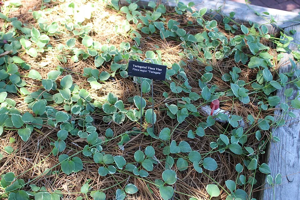 Tarkalevelű nagy meténg / Vinca major 'Variegata'