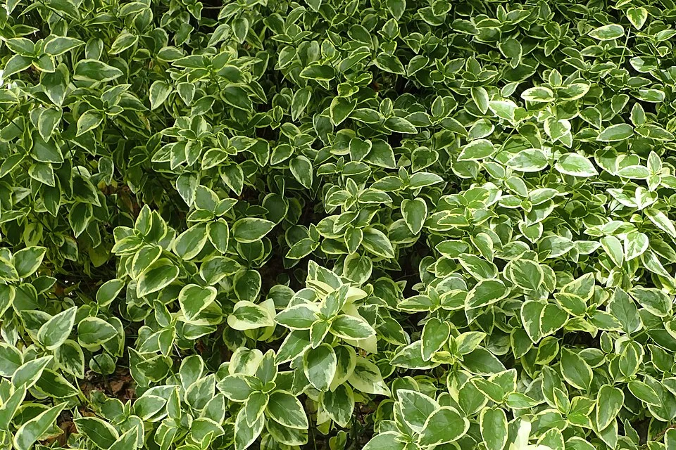 Tarkalevelű nagy meténg / Vinca major 'Variegata'