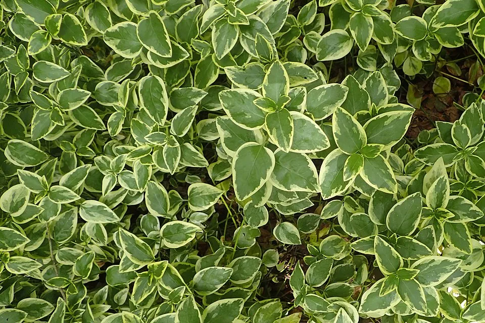 Tarkalevelű nagy meténg / Vinca major 'Variegata'