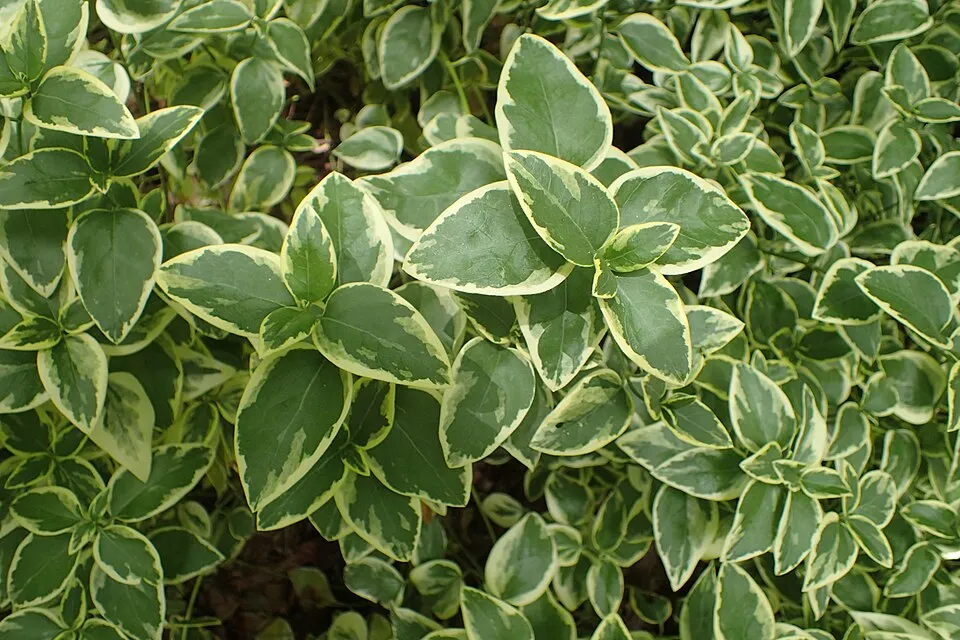 Tarkalevelű nagy meténg / Vinca major 'Variegata'