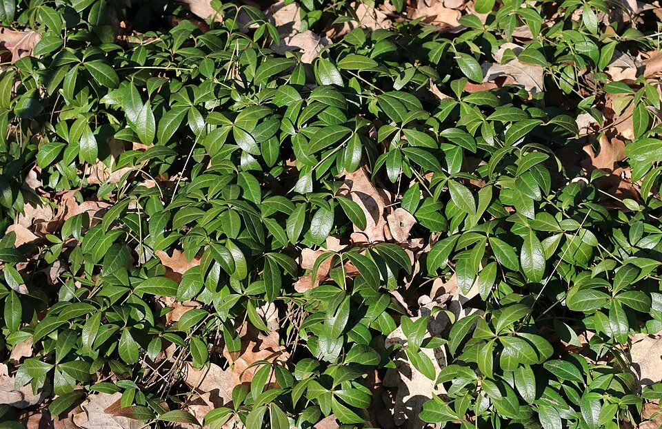 Kis meténg / Vinca minor