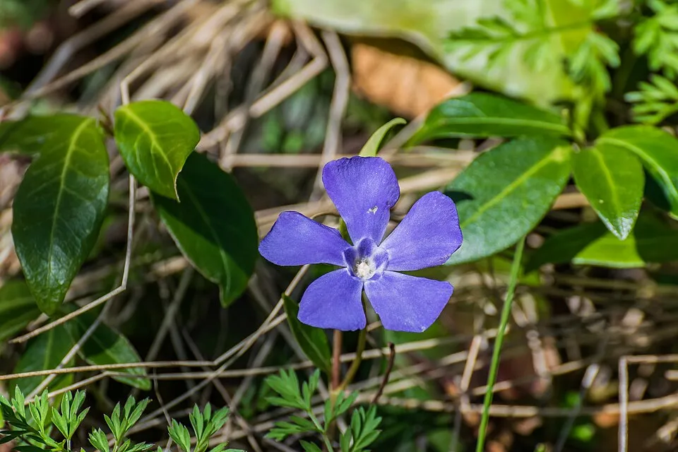 Kis meténg / Vinca minor