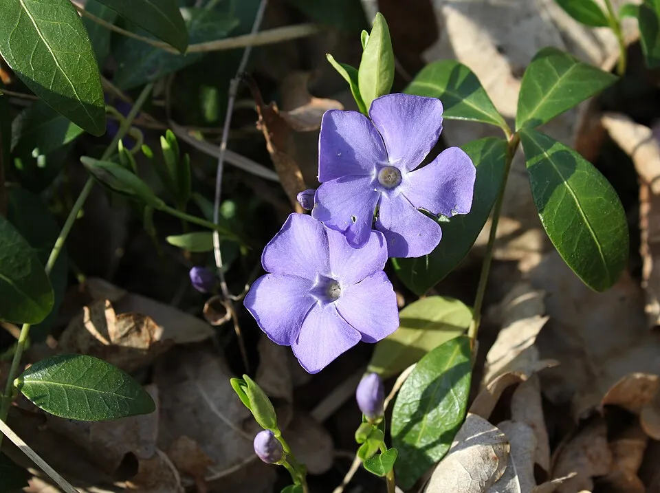 Kis meténg / Vinca minor