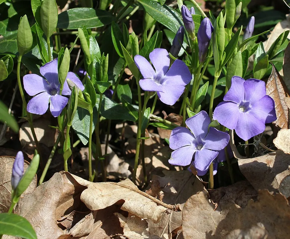 Kis meténg / Vinca minor