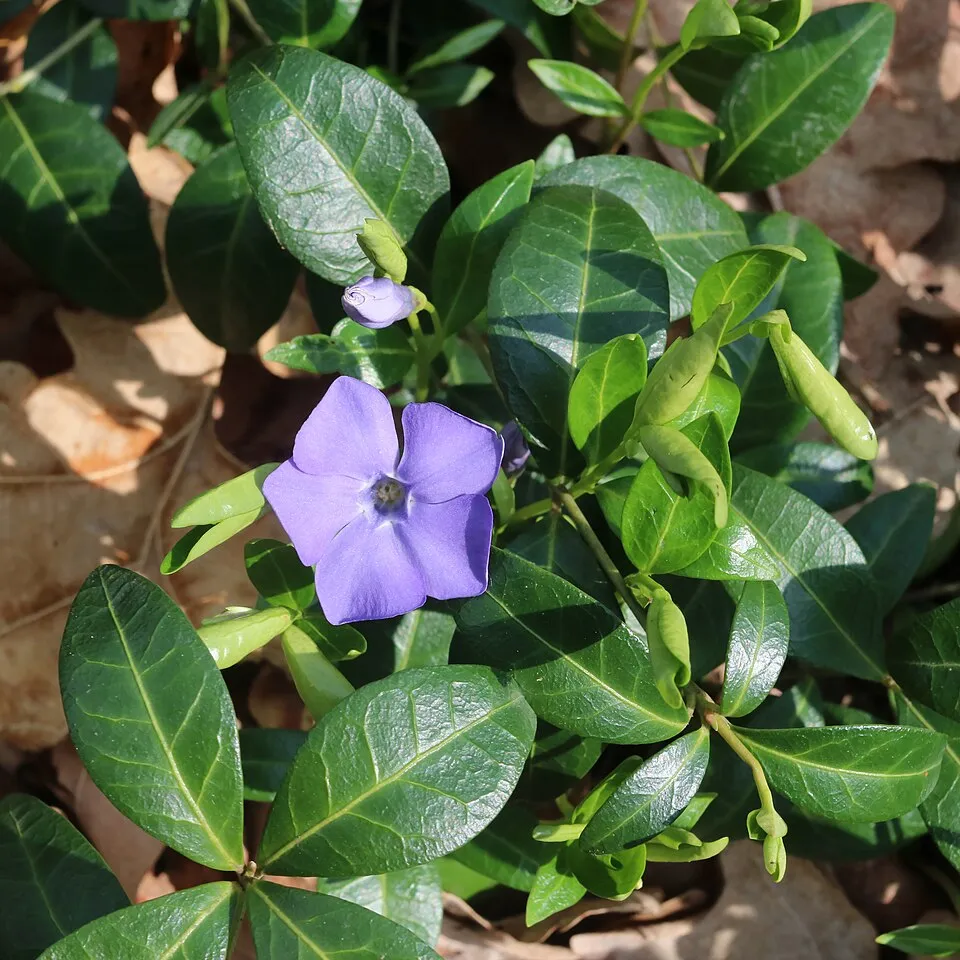Kis meténg / Vinca minor
