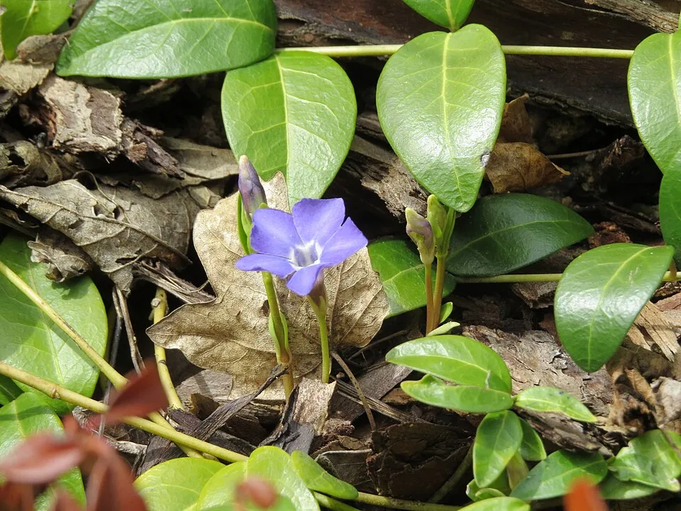 Kis meténg / Vinca minor