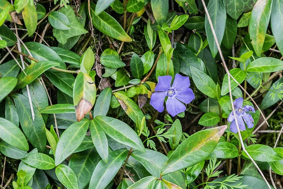 Kis meténg / Vinca minor