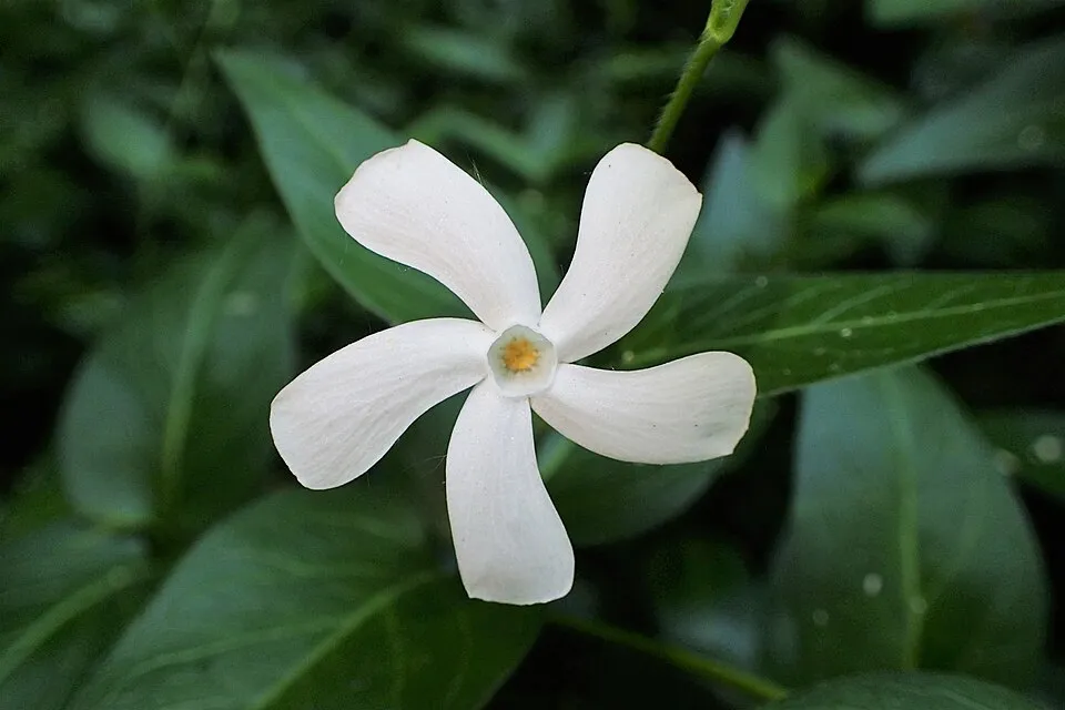 Fehér virágú kis meténg / Vinca minor 'Alba'