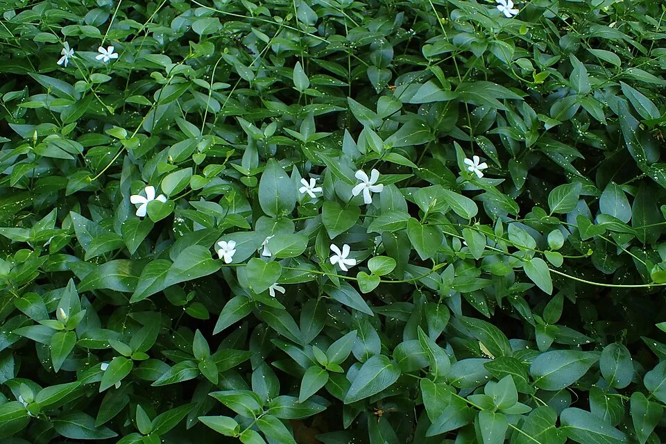 Fehér virágú kis meténg / Vinca minor 'Alba'