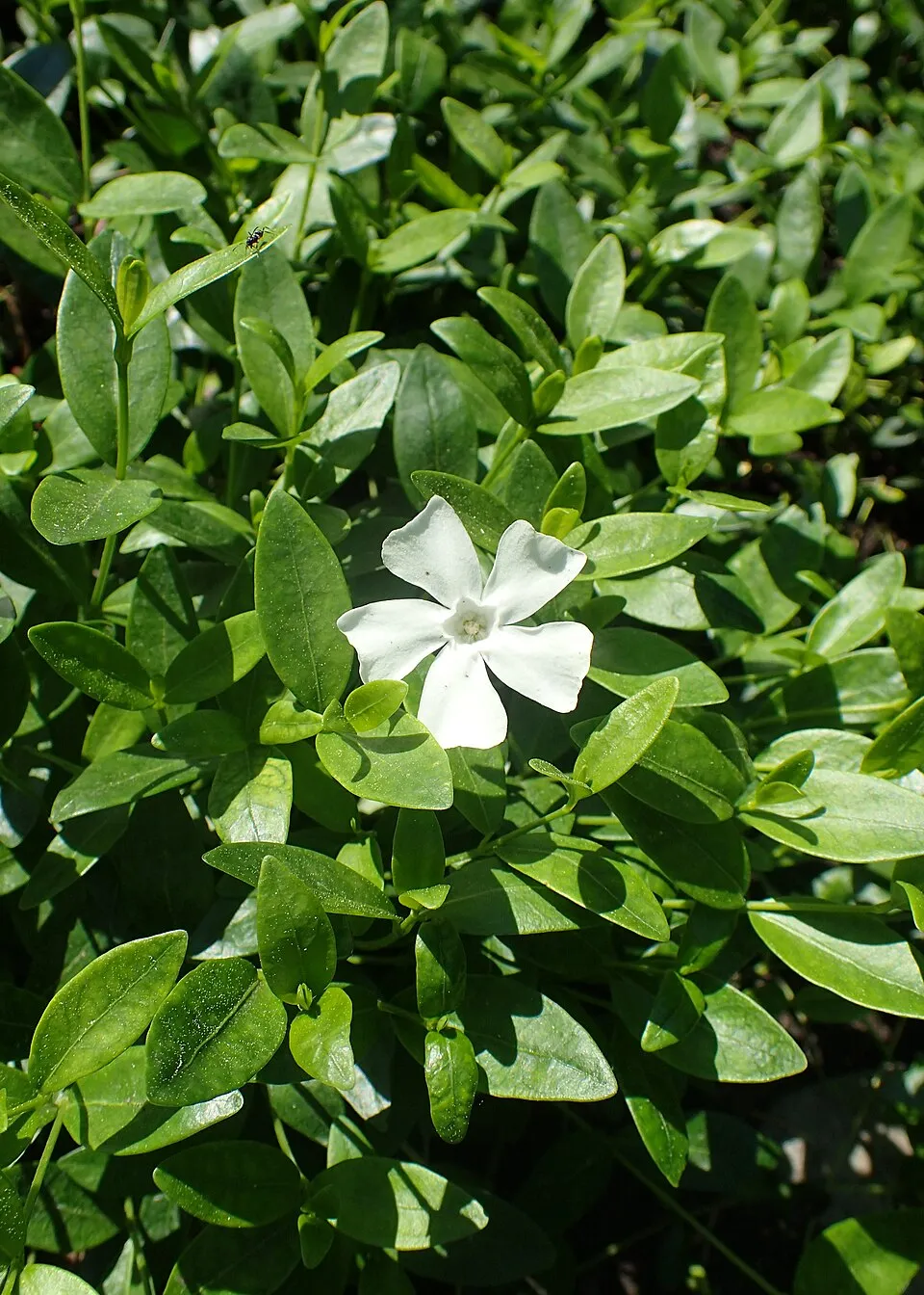 Fehér virágú kis meténg / Vinca minor 'Alba'