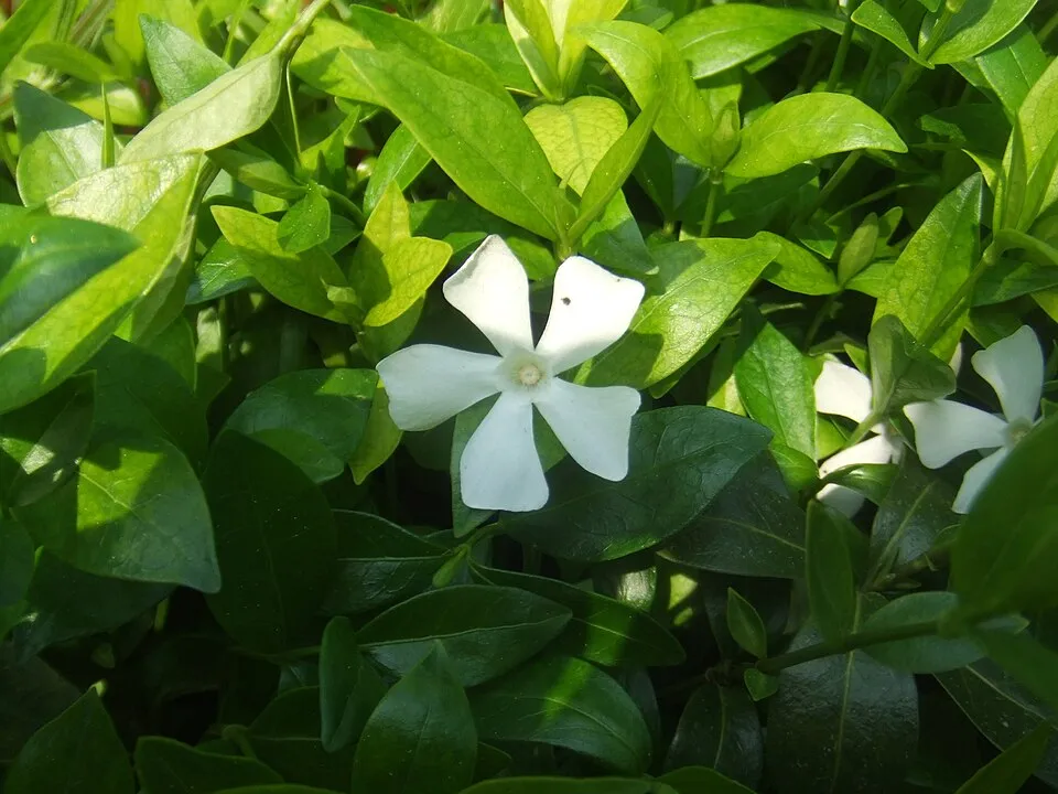Fehér virágú kis meténg / Vinca minor 'Alba'