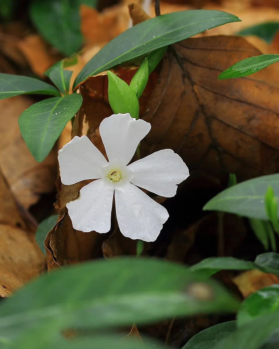 Fehér virágú kis meténg / Vinca minor 'Alba'