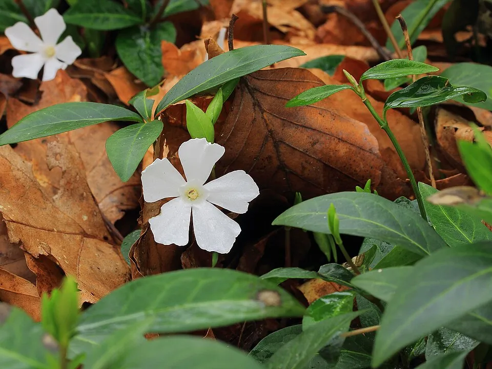 Fehér virágú kis meténg / Vinca minor 'Alba'