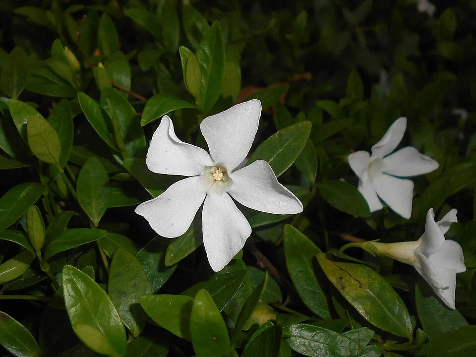 Fehér virágú kis meténg / Vinca minor 'Alba'