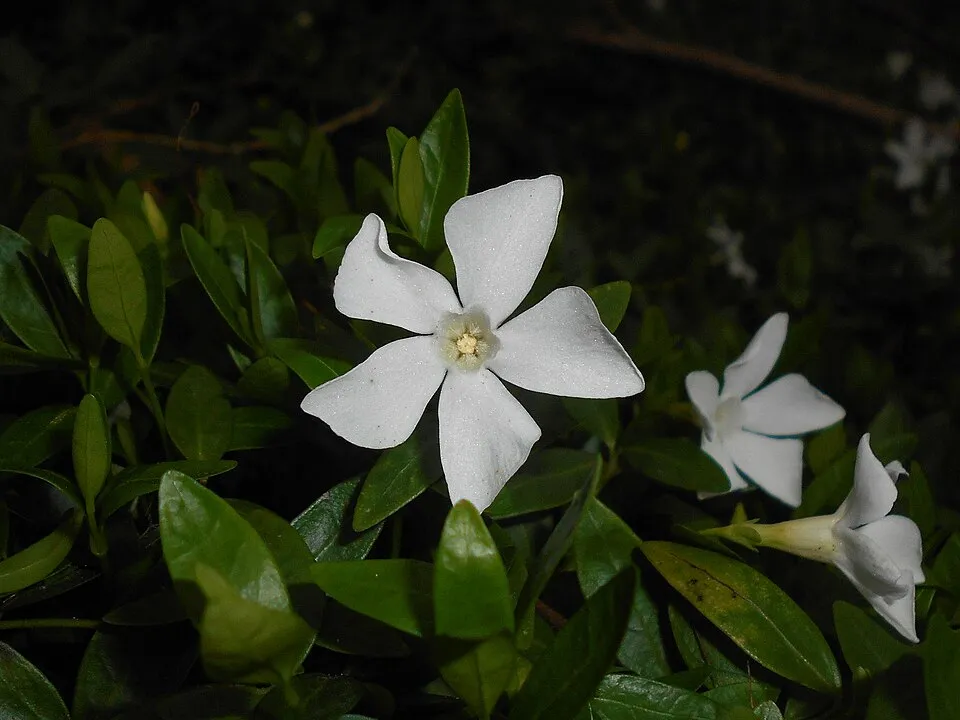 Fehér virágú kis meténg / Vinca minor 'Alba'