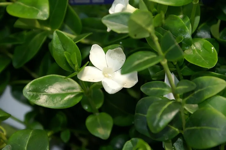 Fehér virágú kis meténg / Vinca minor 'Alba'