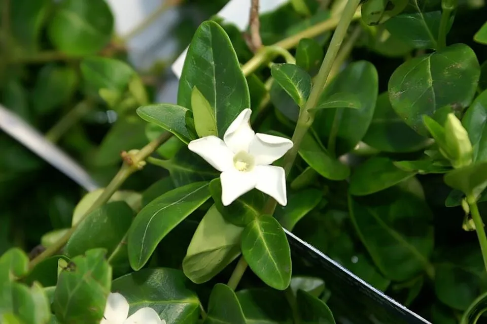 Fehér virágú kis meténg / Vinca minor 'Alba'