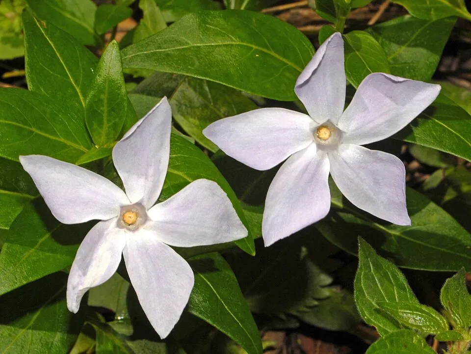 Fehér virágú kis meténg / Vinca minor 'Alba'