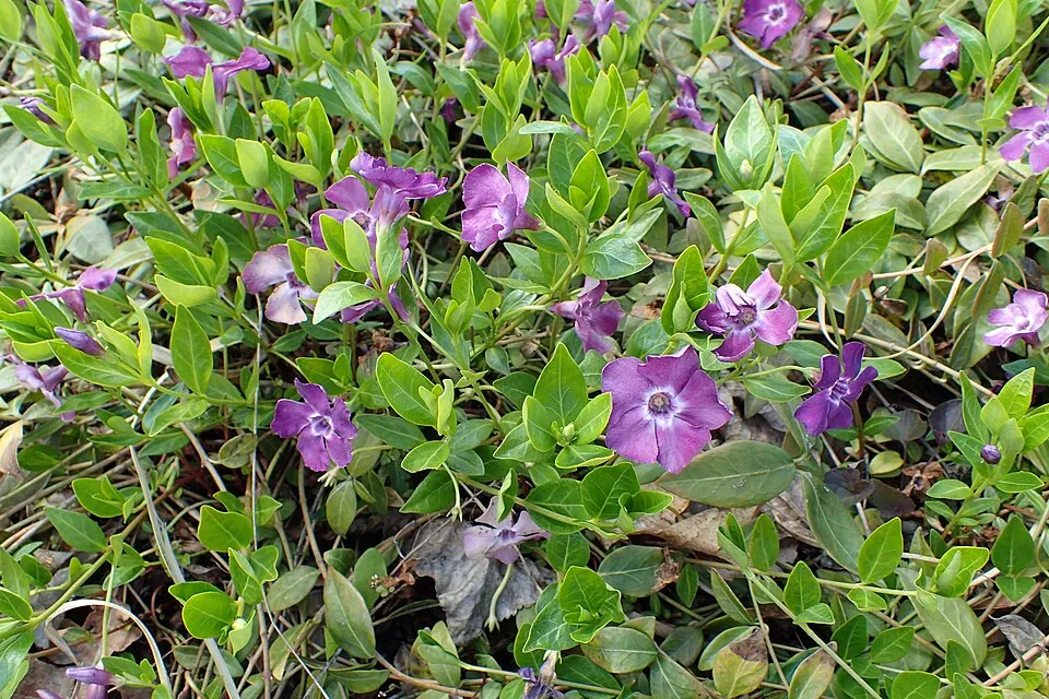 Lila virágú kis meténg / Vinca minor 'Atropurpurea'