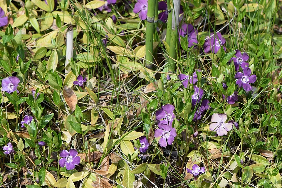 Lila virágú kis meténg / Vinca minor 'Atropurpurea'