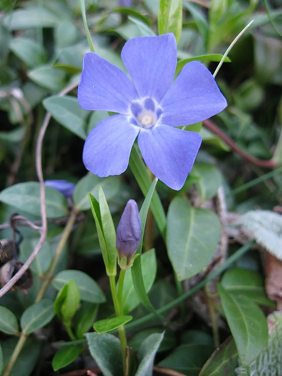 Sárga-tarka levelű kis meténg / Vinca minor 'Blue and Gold'