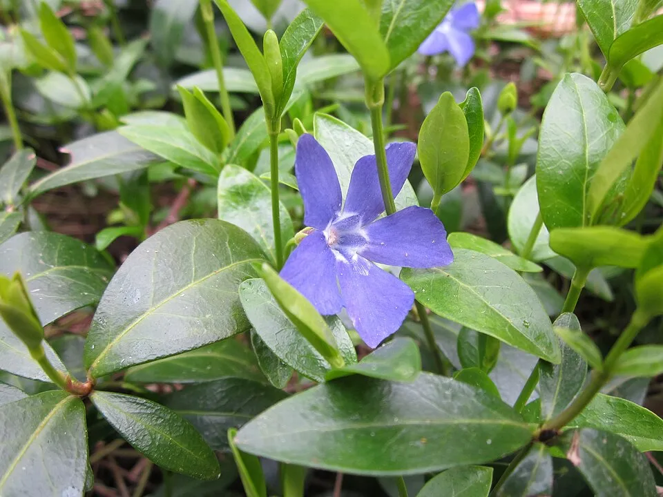 Sárga-tarka levelű kis meténg / Vinca minor 'Blue and Gold'