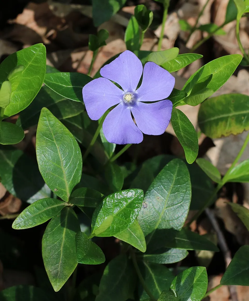 Sárga-tarka levelű kis meténg / Vinca minor 'Blue and Gold'
