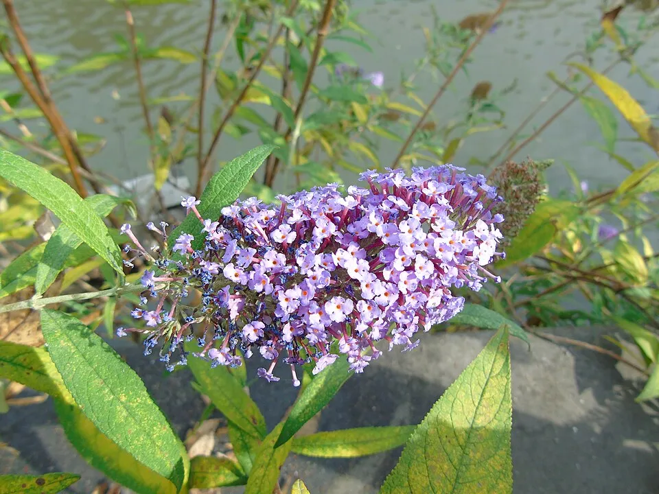 Sötétrózsaszín törpe nyáriorgona / Buddleja davidii 'Butterfly Candy Little Ruby' ®
