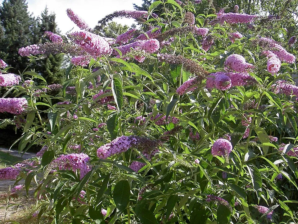Sötétrózsaszín törpe nyáriorgona / Buddleja davidii 'Butterfly Candy Little Ruby' ®