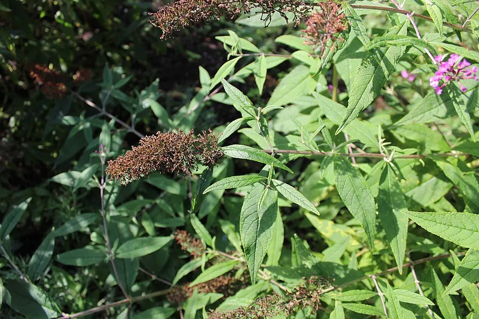 Sötétrózsaszín törpe nyáriorgona / Buddleja davidii 'Butterfly Candy Little Ruby' ®