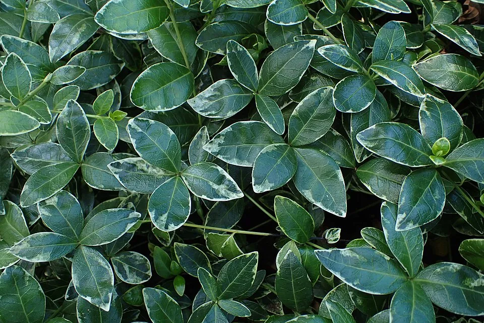 Fehér-tarka levelű kis meténg / Vinca minor 'Ralph Shugert'
