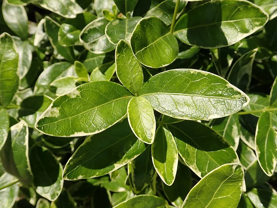 Fehér-tarka levelű kis meténg / Vinca minor 'Ralph Shugert'
