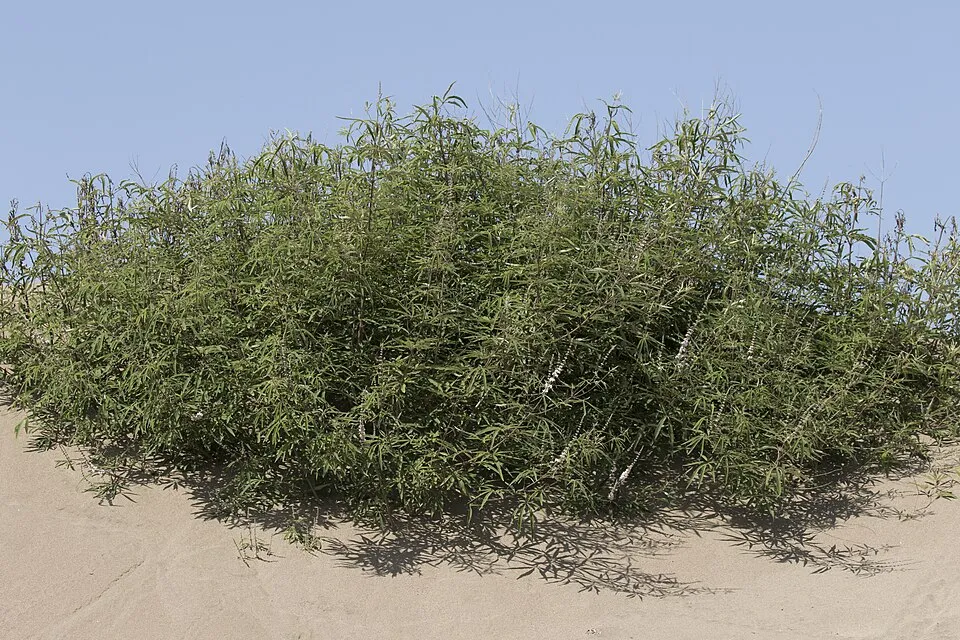 Barátcserje / Vitex agnus-castus