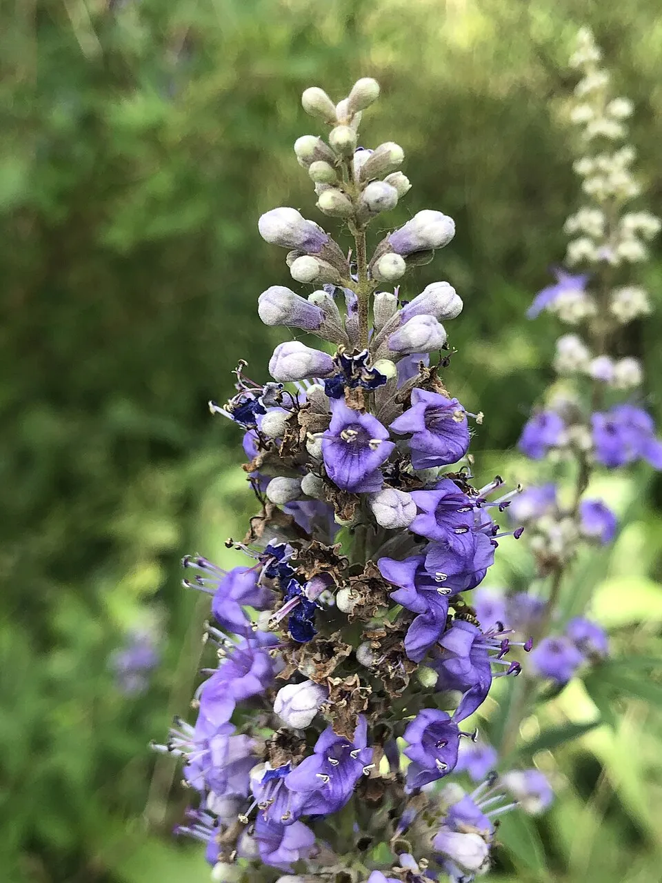 Barátcserje / Vitex agnus-castus
