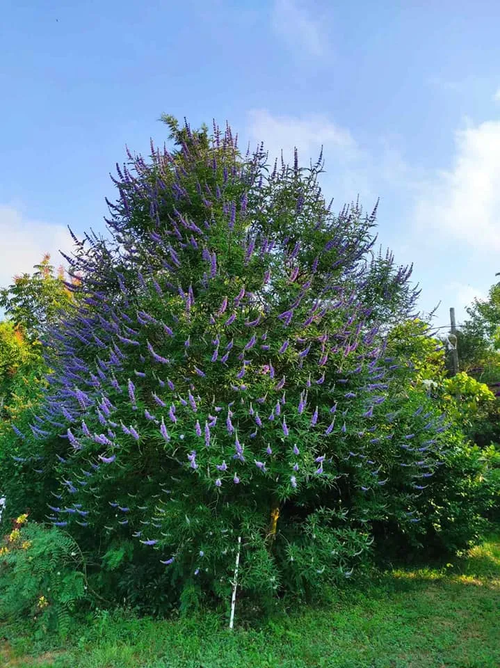 Barátcserje / Vitex agnus-castus