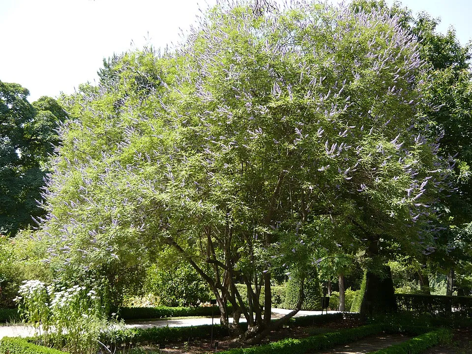 Barátcserje / Vitex agnus-castus