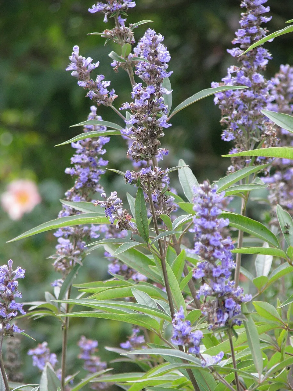 Barátcserje / Vitex agnus-castus