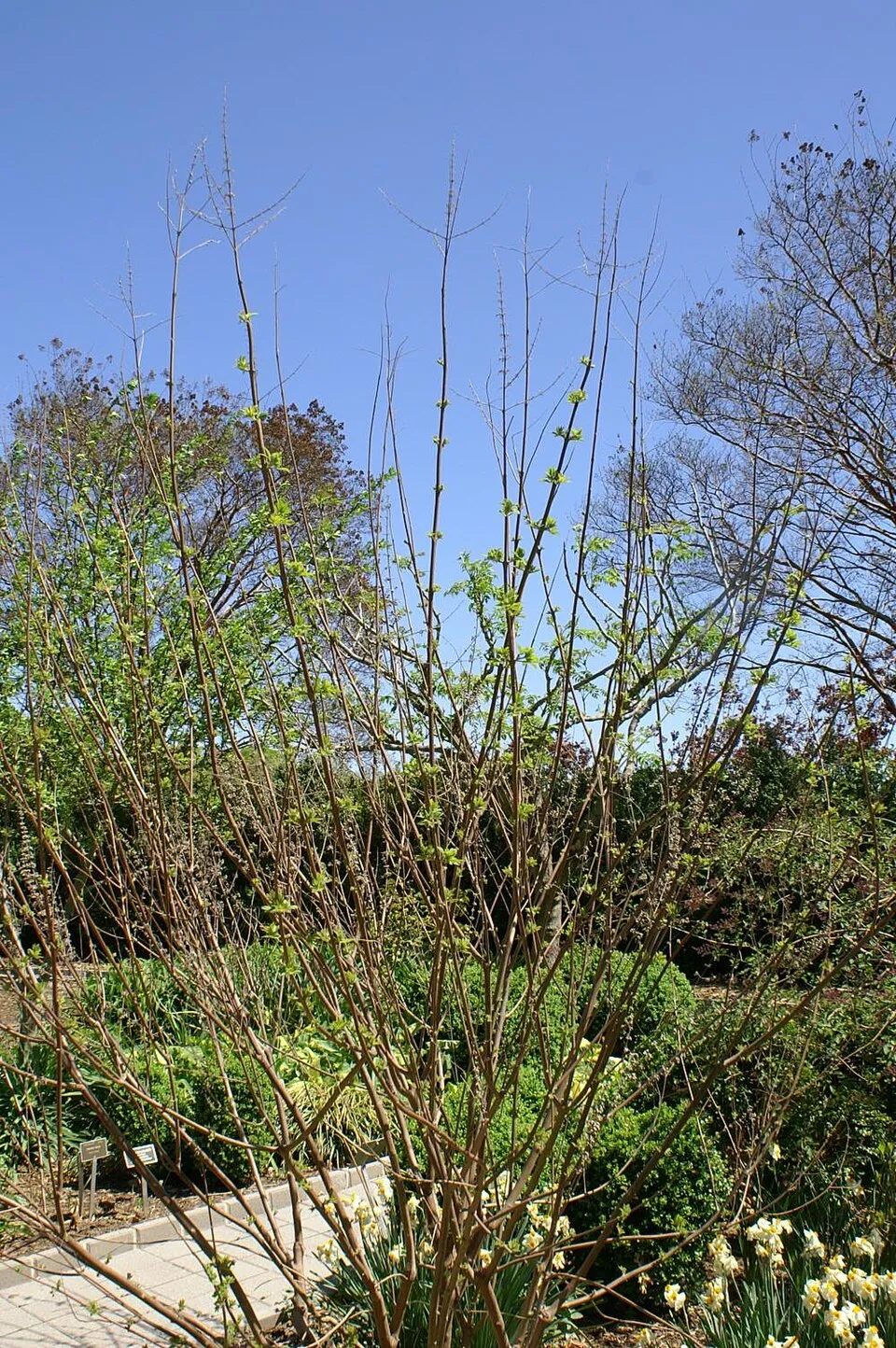 Barátcserje / Vitex agnus-castus