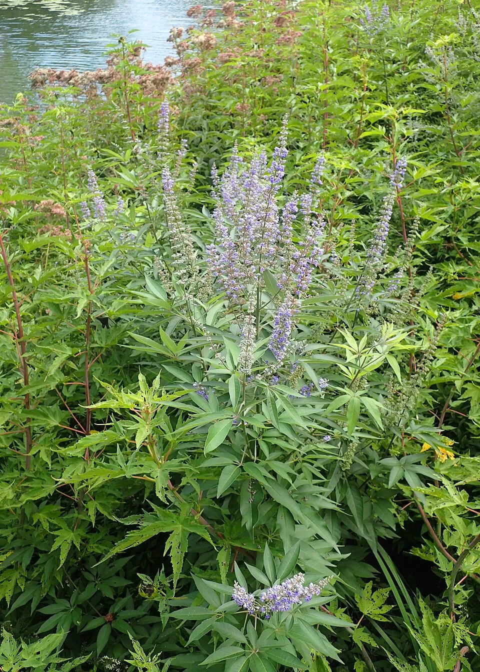 Barátcserje / Vitex agnus-castus
