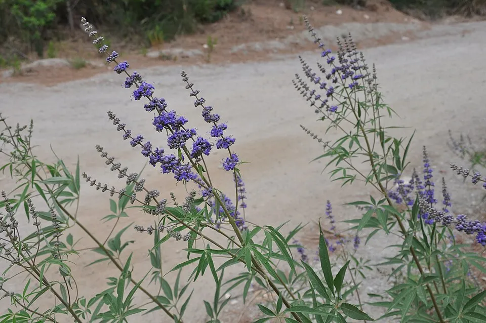 Barátcserje / Vitex agnus-castus