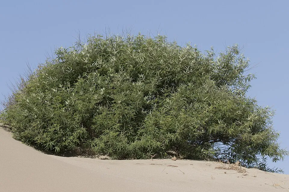 Barátcserje / Vitex agnus-castus