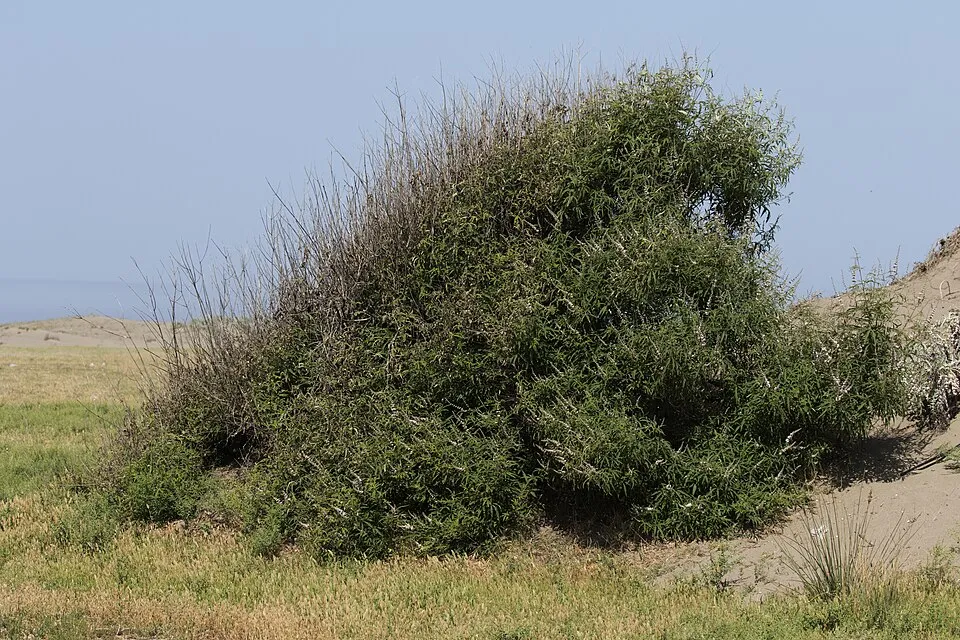 Barátcserje / Vitex agnus-castus