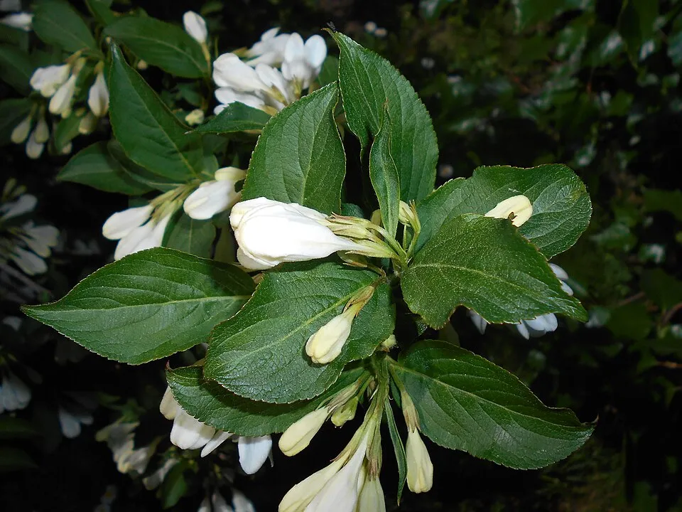 Fehér virágú rózsalonc / Weigela florida 'Alba'