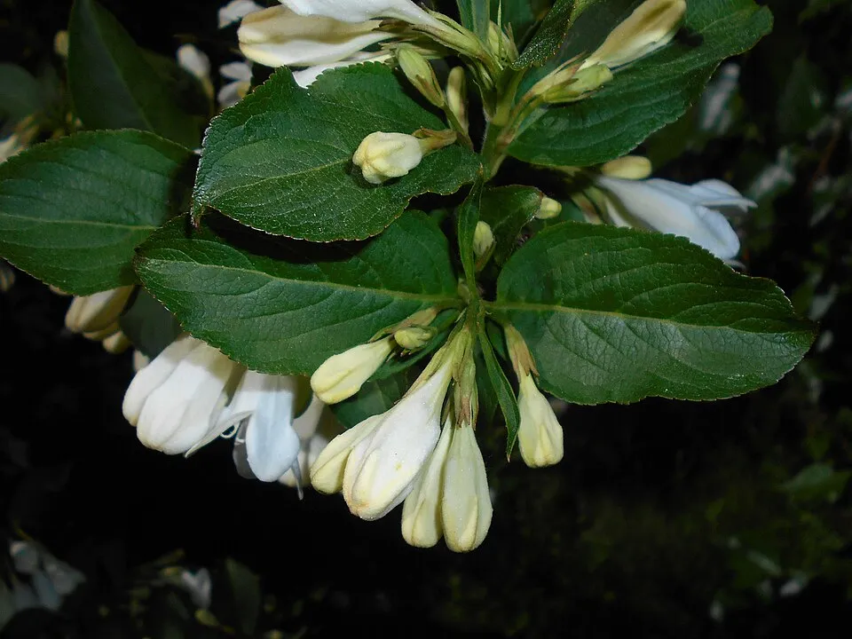 Fehér virágú rózsalonc / Weigela florida 'Alba'